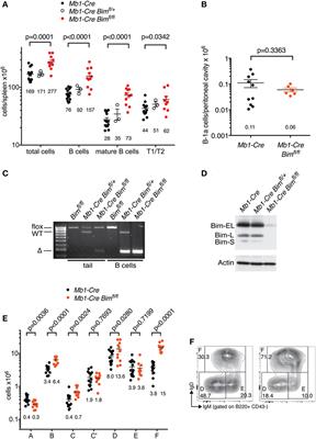 Proapoptotic BIM Impacts B Lymphoid Homeostasis by Limiting the Survival of Mature B Cells in a Cell-Autonomous Manner